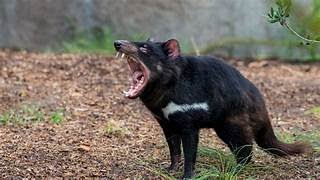 THE TASMANIAN DEVIL [upl. by Shaeffer958]