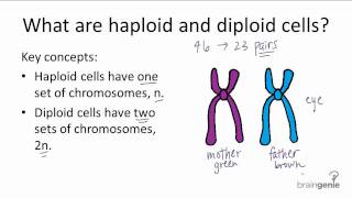 Difference between Haploid and Diploid cells  GCSE Biology [upl. by Snevets]