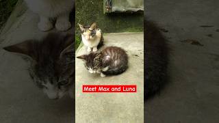 Meet Max and Luna The Purrfect Pair [upl. by Borlow626]