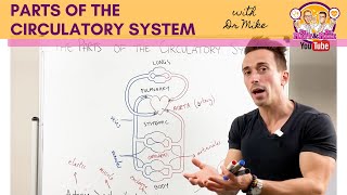 Parts of the Cardiovascular System [upl. by Lacagnia114]