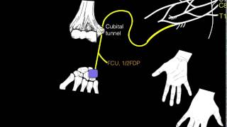 Innervation of forearm and hand muscles [upl. by Teevens44]