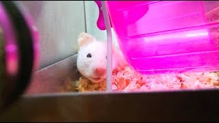 Adopting A Syrian Hamster [upl. by Kinney]