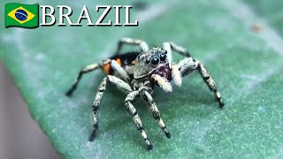 Jumping spiders Salticidae 🇧🇷 Brazil  v175 [upl. by Ativoj245]