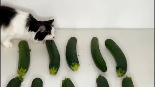 Mauri the Cucumber Loving Cat Eating Cucumbers 10 Minutes Straight and hating zucchini [upl. by Kidd]