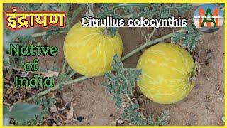 इंद्रायण की सम्पूर्ण जानकारी Citrullus colocynthis  Native of India [upl. by Eshman]