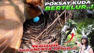 POKSAY KUDA AKHIRNYA BERTELUR JUGA SAMPE PINDAH SARANG KARENA JATUH [upl. by Maribelle]