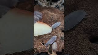 Violet isopods isopods porcellio micropets shorts [upl. by Aihpled]