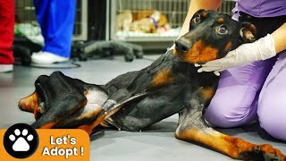 Amazing recovery of dog with broken back left to die in field of shattered glass [upl. by Aikym]