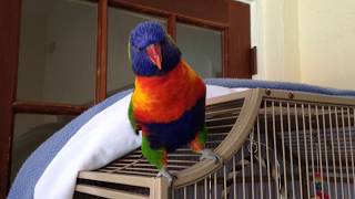 Best talking Parrot Rainbow lorikeet [upl. by Ydac]