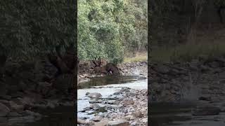 Ranthambore Tiger Kill Animal Viral Video ranthamborenationalpark viralshorts [upl. by Jeroma]