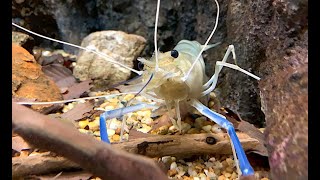 オニテナガエビ Giant river prawn Macrobrachium rosenbergii [upl. by Rebmaed49]