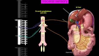 Sympathetics GI [upl. by Cowey]