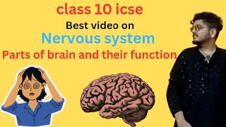 Parts of brain and their function class 10 icse nervous systemNEET [upl. by Nitsuga809]