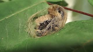 Banded Tussock Moth Caterpillar Engineers Elaborate Cocoon [upl. by Luas]