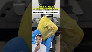 PENAMPAKAN KETIKA DURIAN DI ZOOM MENGGUNAKAN MIKROSKOP ⁉️ [upl. by Horton]