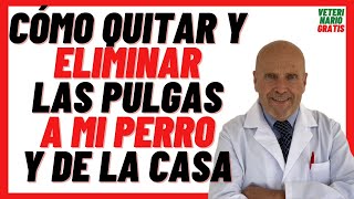 🟢 Cómo Quitarle las PULGAS a mi PERRO 🟢y ELIMINAR PULGAS de la CASA RÁPIDO con BICARBONATO de Sodio [upl. by Reinold826]