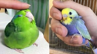 Smart And Funny Parrots Parrot Talking Videos Compilation 2023  Cute Birds 32 [upl. by Eimmij147]