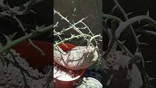 This is Adenia globosa double headsbonsai gardenplantsplant gardeningcaudexcaudexplantviral [upl. by Dietsche938]