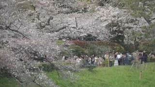 Le spectacle des cerisiers fleuris a débuté au Japon [upl. by Onafets]