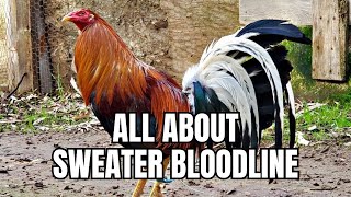 All About Sweater Gamefowl Bloodline [upl. by Aineg472]