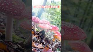 Fliegenpilze amp Pantherpilze ohne Ende shorts flyagaric fliegenpilz amanita [upl. by Sakul287]