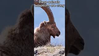 These Animals Adaptations Are Crazy shorts [upl. by Clair]