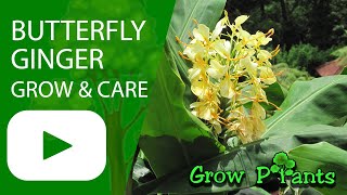 Butterfly ginger  grow amp care Hedychium [upl. by Michelle612]