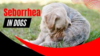 Seborrhea in Dogs Understanding Treating and Providing Relief 2023 [upl. by Retep]