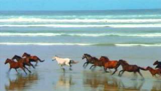 Wild Horses Running Free [upl. by Ashok64]