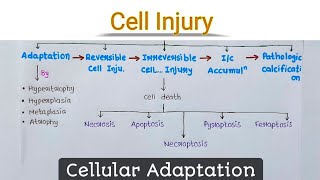 Cell Injury  Cellular Adaptation  General Pathology  Chirag Baraiya [upl. by Amo]