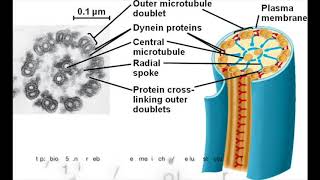 How Flagella Move  Bacteria vs Eukaryotes [upl. by Auqinihs25]