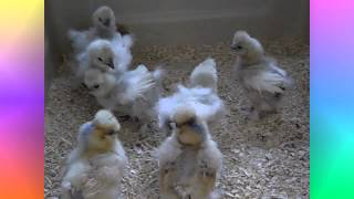 VJP Poultry Presents Ballet of the Unhatched Chick [upl. by Eneloj436]