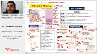 PATOLOGÍA DE LAS GLÁNDULAS SUPRARRENALES PARTE 1  ENDOCRINOLOGÍA  VILLAMEDIC [upl. by Atirat661]