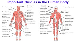 The Muscular System [upl. by Aalst]