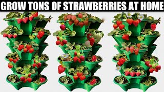 How to Grow Strawberries at Home  GROW TONS OF STRAWBERRIES [upl. by Norramic]