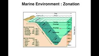 Marine Environment Zonation and Fauna Zoology BSc III Paper II in English [upl. by Ketchan311]