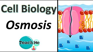 14  Osmosis  Membrane Transport  IB Biology  TeachMe [upl. by Arrol413]