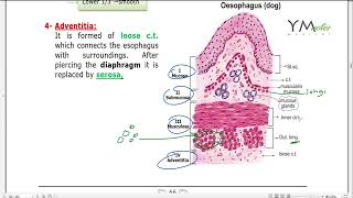 Esophagus and Stomach GIT هيستولوجي [upl. by Zelten]