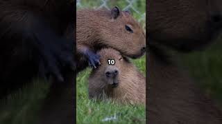 10 Fun Facts About the Capybara [upl. by Phelgen141]