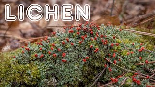 Introduction to Lichen Growth Forms Reproduction and Value [upl. by Doris471]