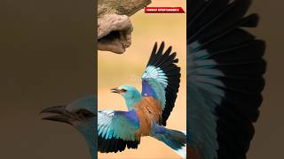 Top 5 beautiful birds in the world  new shorts shortvideo birds forest facts beautiful [upl. by Ultann213]