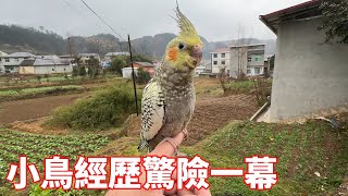 場面過於刺激！ 小鳥經歷驚險一幕，把主人嚇到語無倫次【蒙面鳥哥】 [upl. by Alcott546]