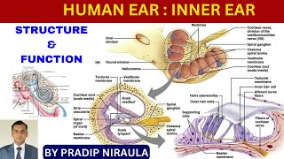 HUMAN EAR STRUCTURE amp FUNCTION PARTII  INNER EAR II CLASS12ZOOLOGY II PRADIP NIRAULA [upl. by Atteloj]