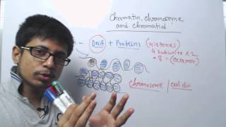 Chromosome chromatin and chromatid [upl. by Aisyram608]