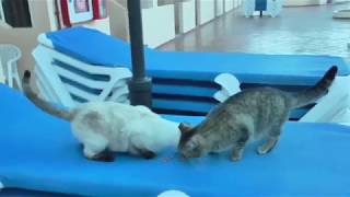 Niedliche Katzen frühstücken am Pool [upl. by Lrac]