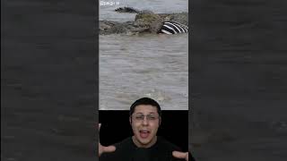 Crocodilo aplica giro da morte no rabo de zebra [upl. by Nnyleve]