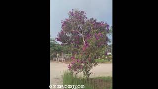 മെലസ്റ്റോമ പൂക്കൾ violet flowermelastoma shortsvideo [upl. by Jory]