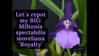 Lets repot my BIG Miltonia spectabilis moreliana ´Royalty [upl. by Elburt]