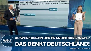 LANDTAGSWAHLEN BRANDENBURG Welche Auswirkungen hat die Wahl auf die Ampel Das denkt Deutschland [upl. by Jeff]