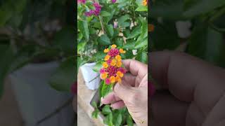 Lantana Plant  garden lantana flower [upl. by Sperry]